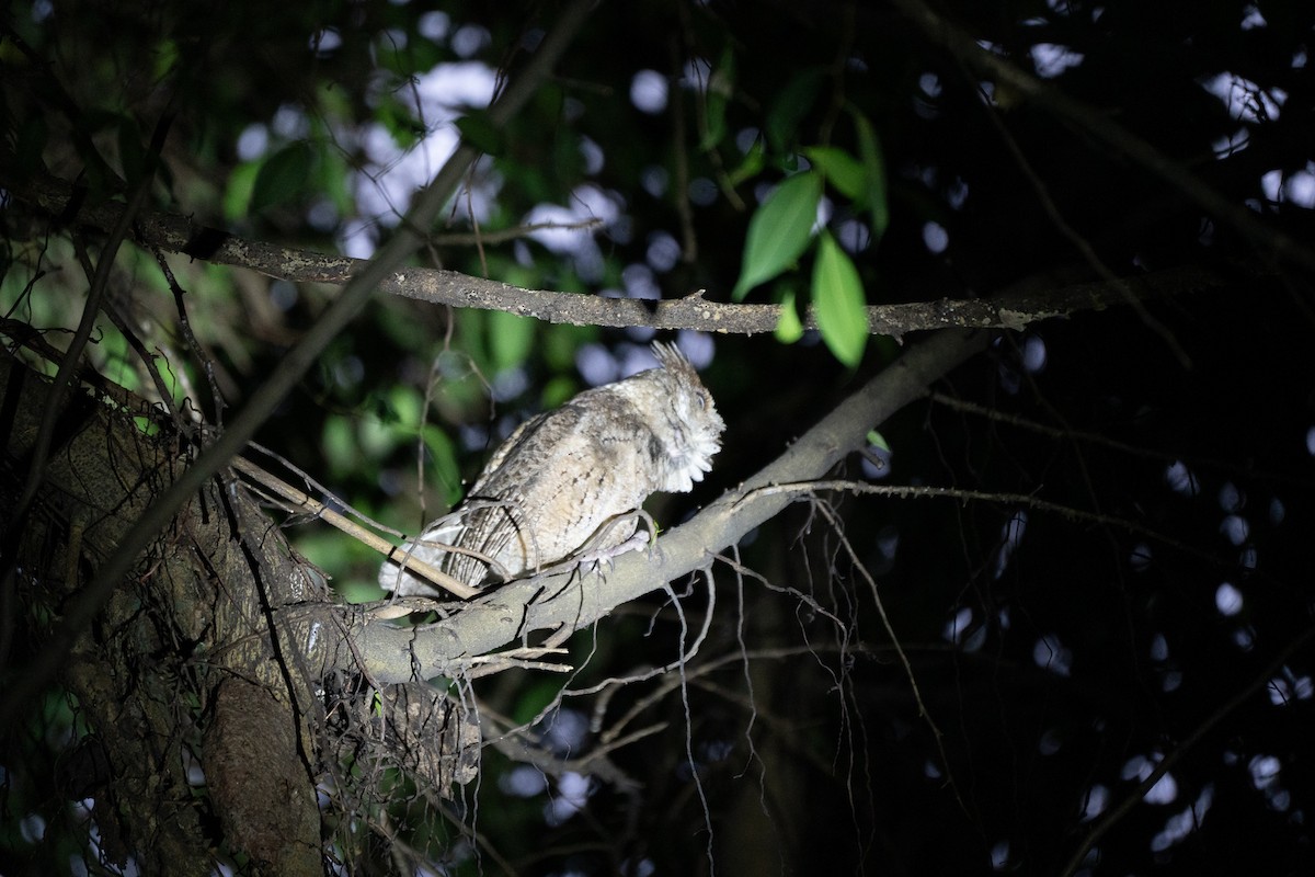 Philippine Scops-Owl - ML621772124