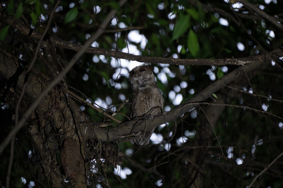 Philippine Scops-Owl - ML621772126