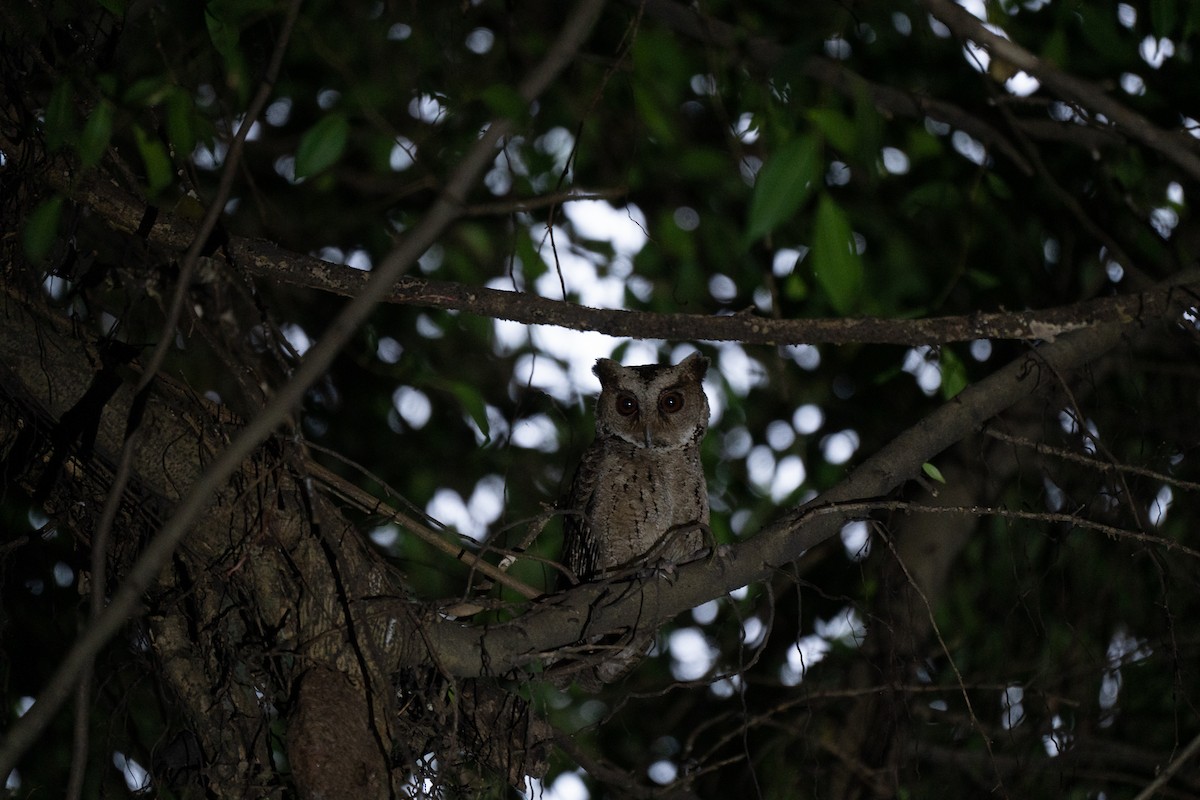 Philippine Scops-Owl - ML621772127