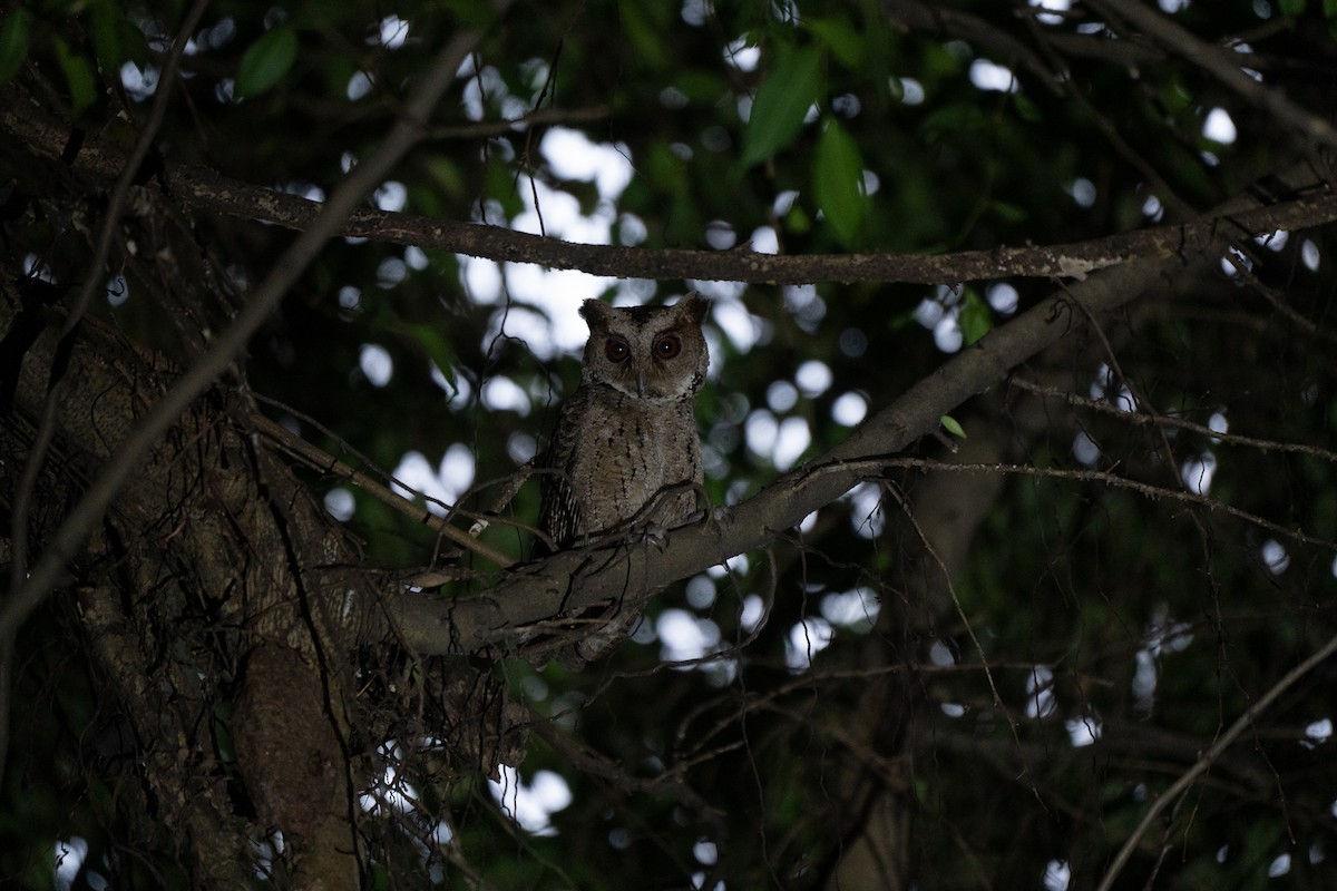 Philippine Scops-Owl - ML621772128