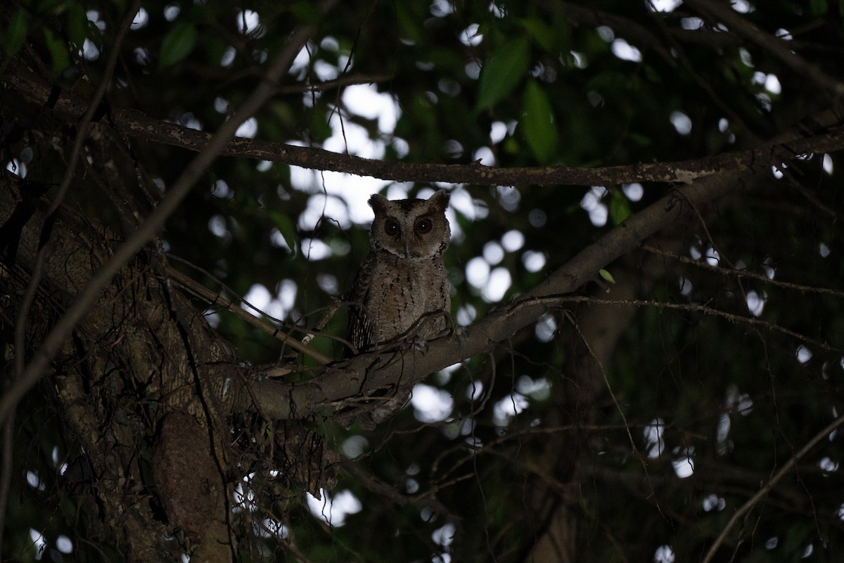 Philippine Scops-Owl - ML621772129