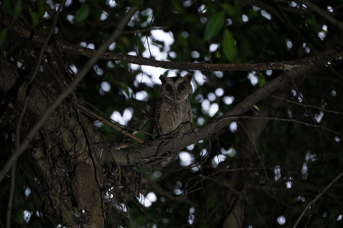 Philippine Scops-Owl - ML621772130