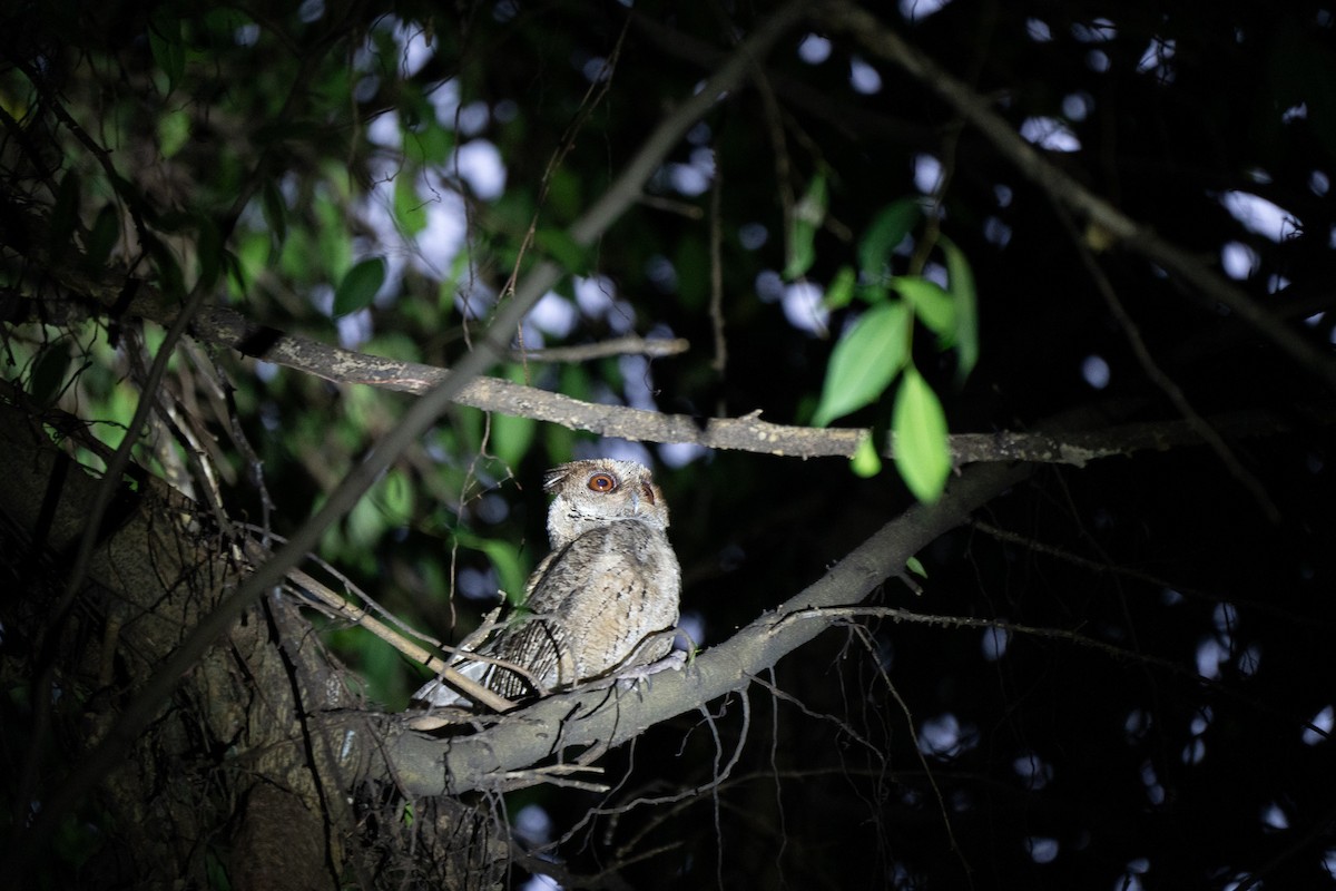 Philippine Scops-Owl - ML621772131