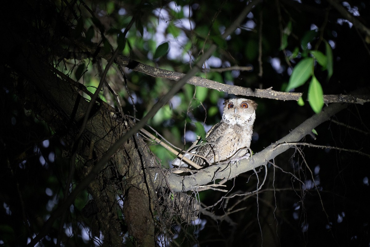 Philippine Scops-Owl - ML621772132