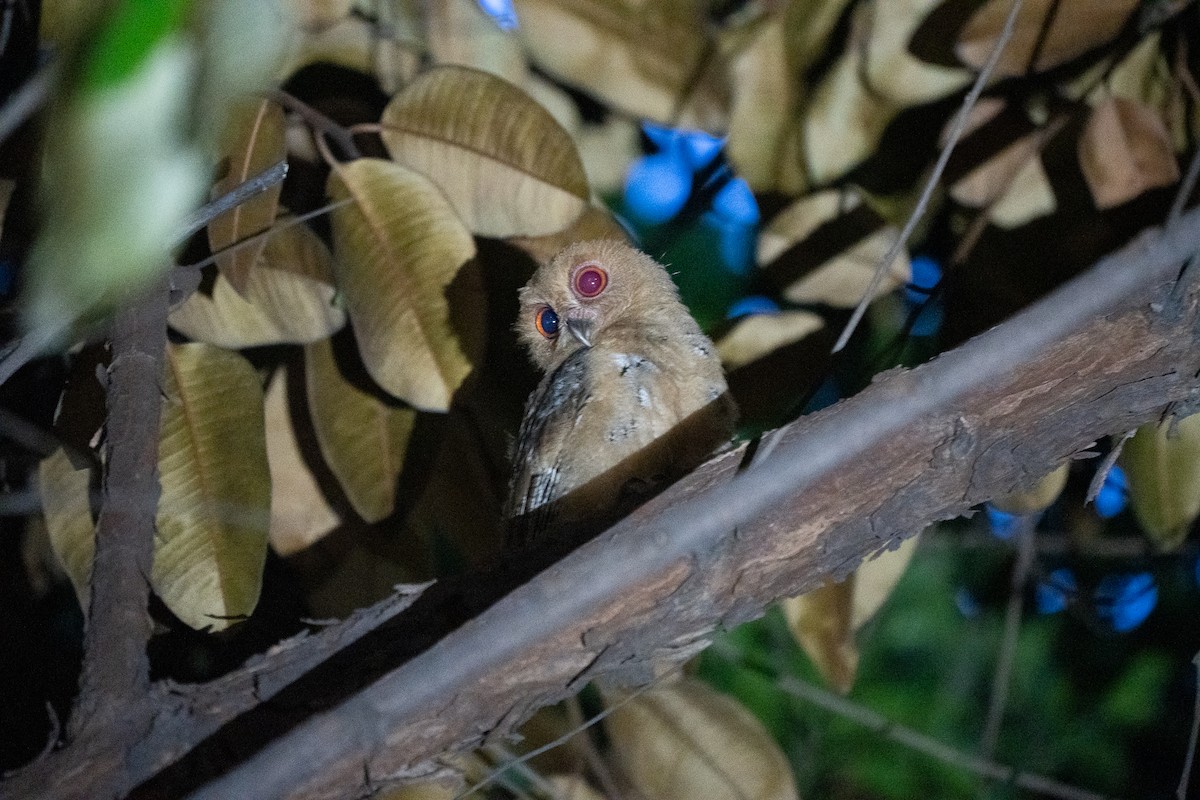 Philippine Scops-Owl - ML621772133