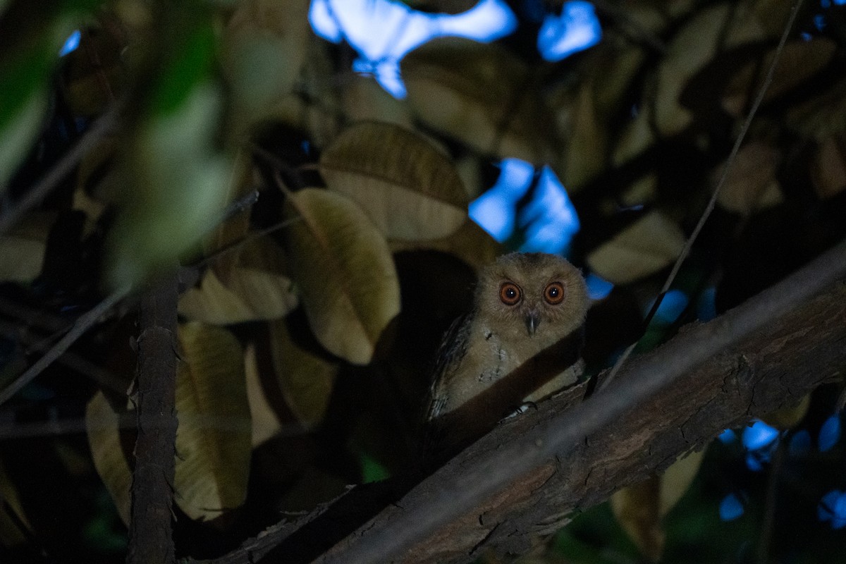 Philippine Scops-Owl - ML621772135