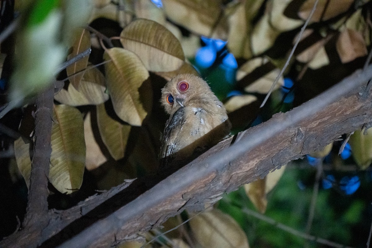 Philippine Scops-Owl - ML621772136