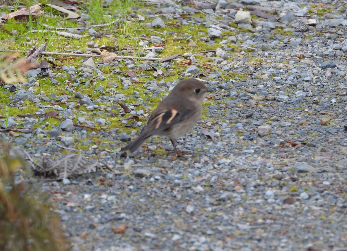 Pink Robin - ML621772138