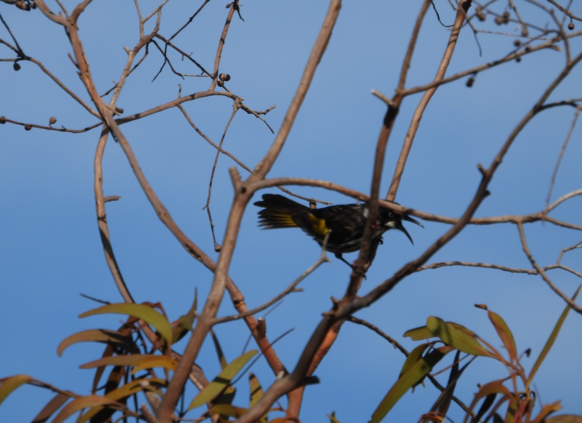 New Holland Honeyeater - Joanne Thompson