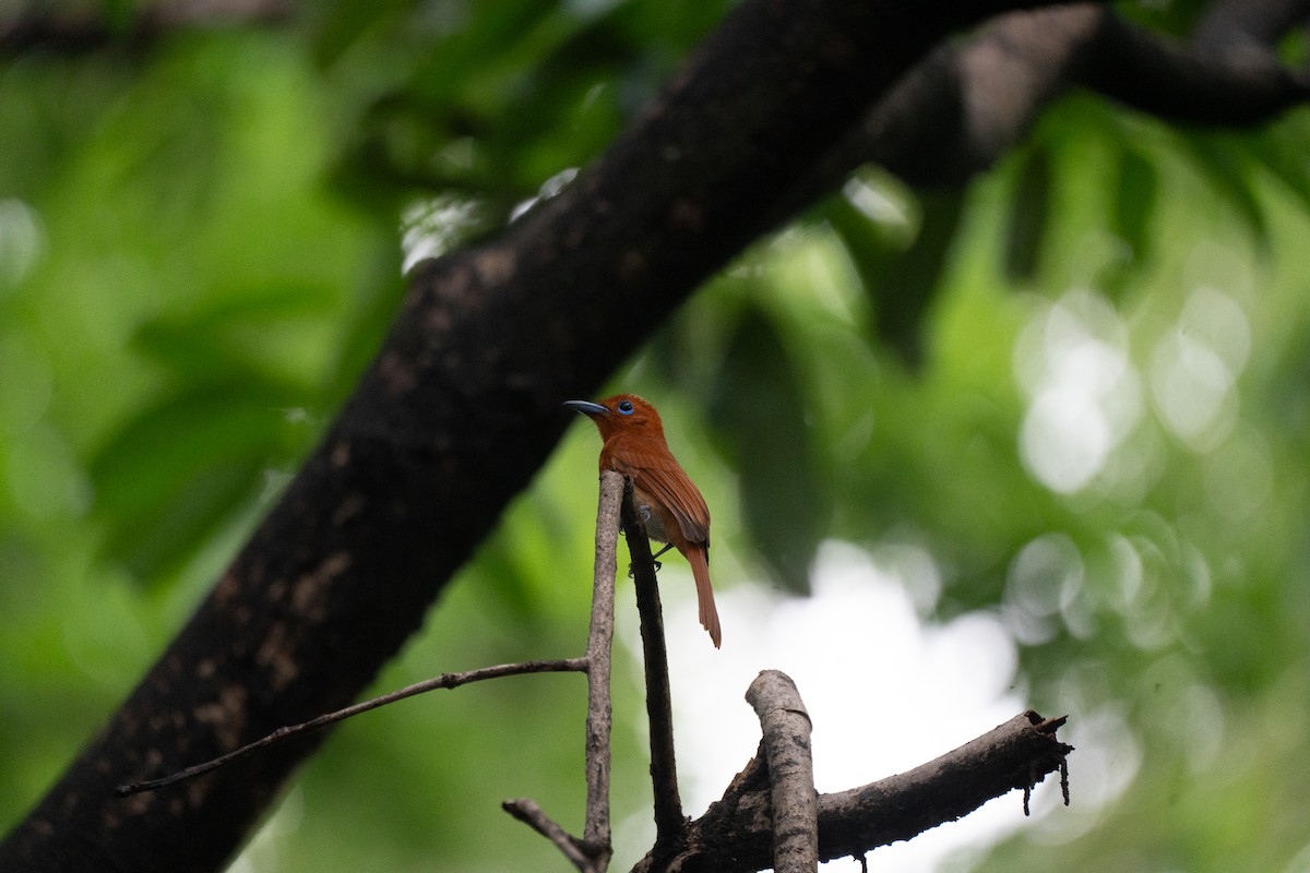 Rufous Paradise-Flycatcher - ML621772154