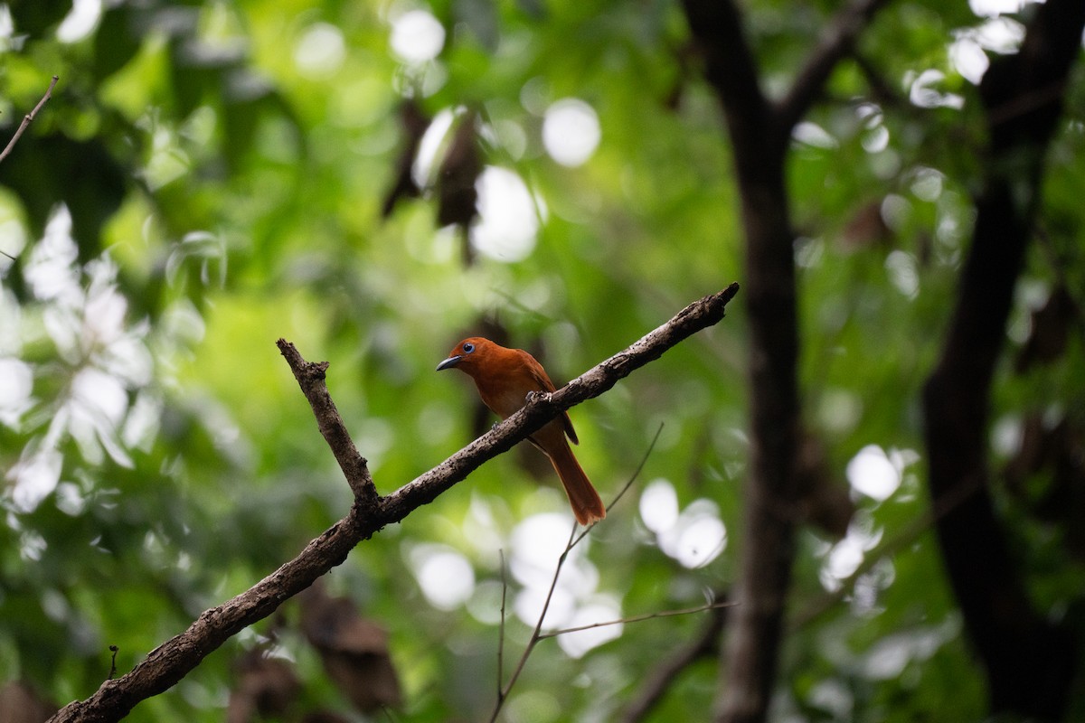 Rufous Paradise-Flycatcher - ML621772156