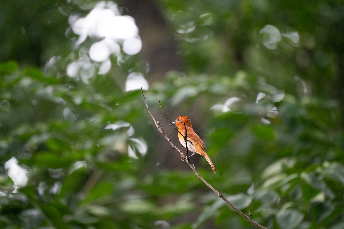 Rufous Paradise-Flycatcher - ML621772157