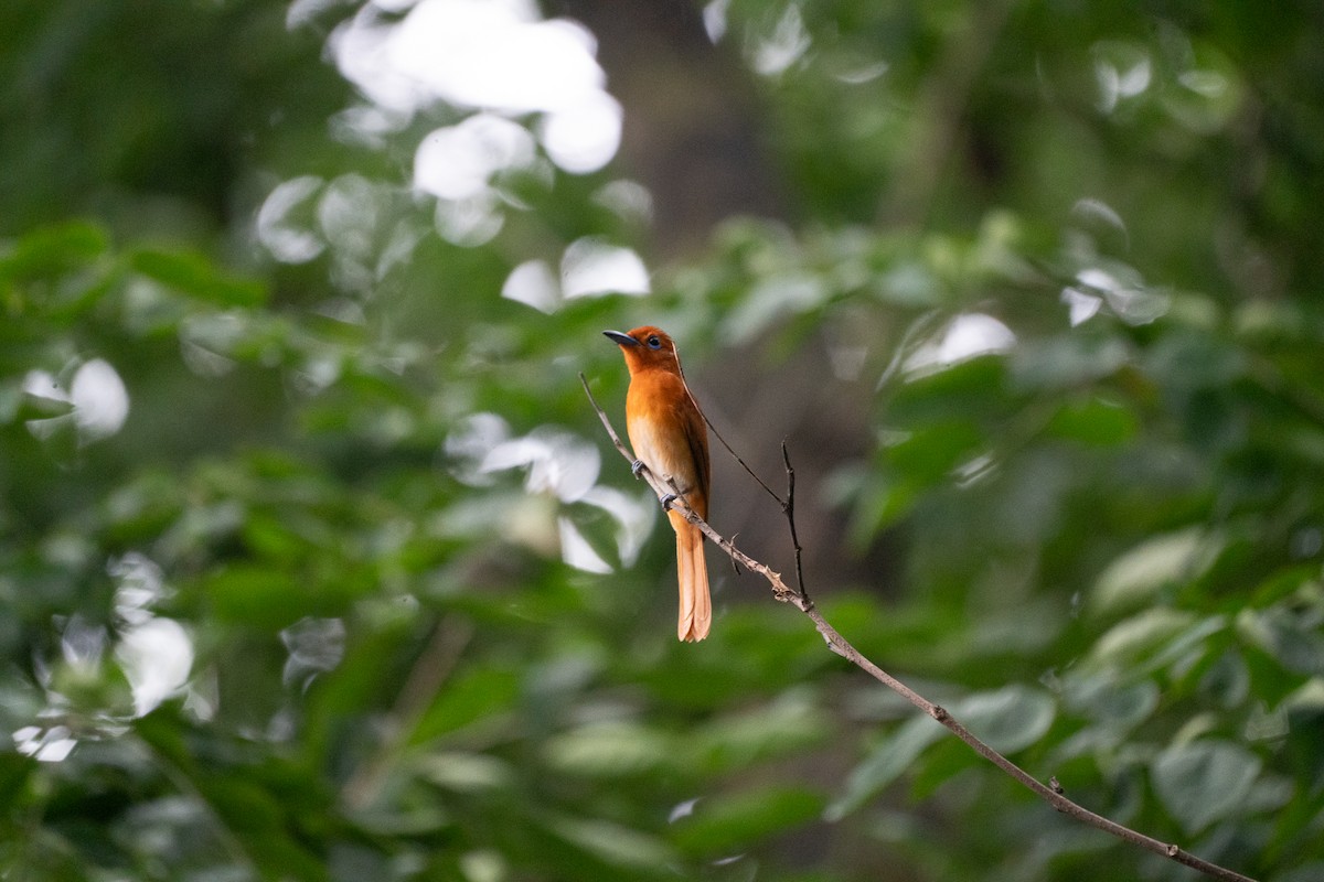 Rufous Paradise-Flycatcher - ML621772158