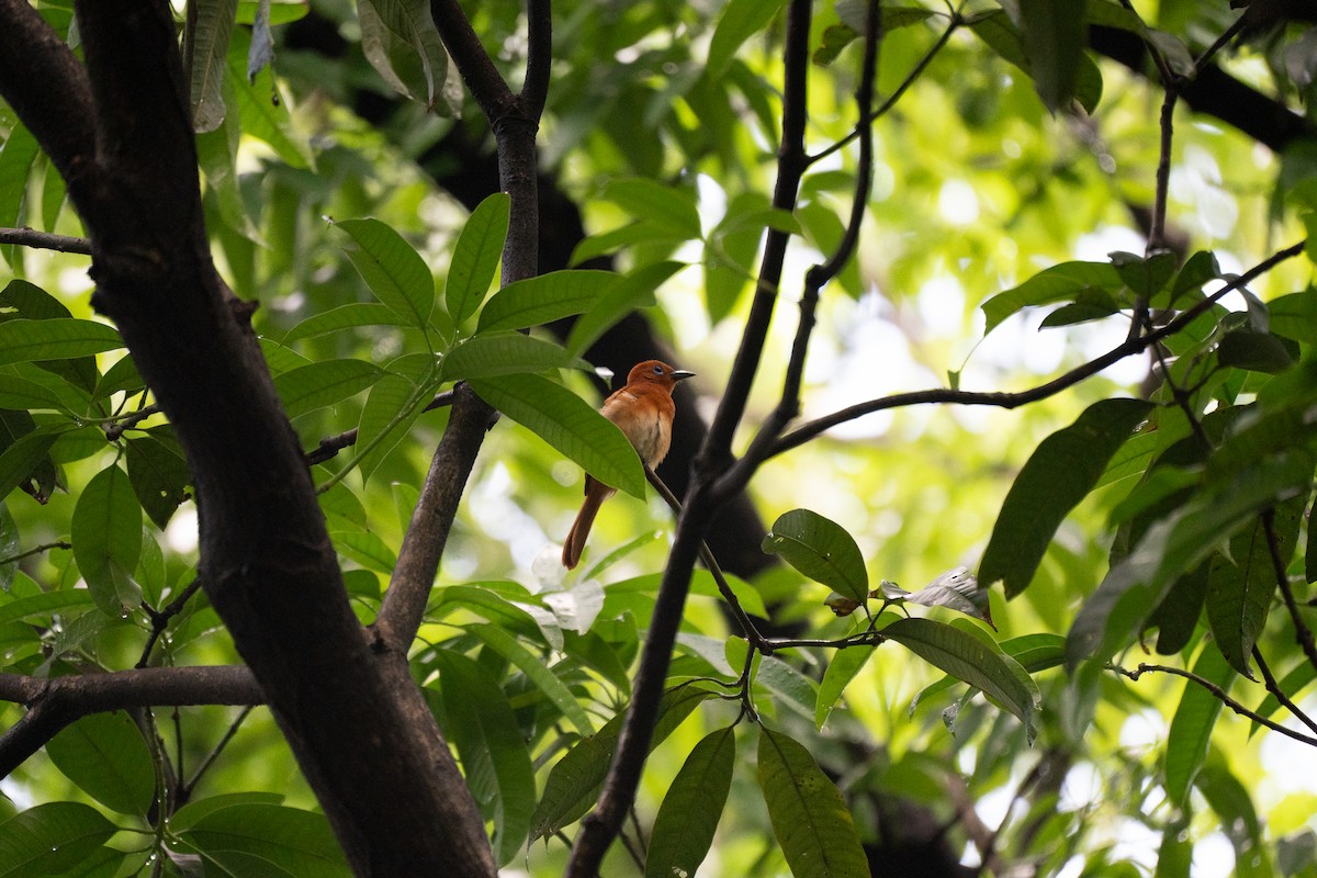 Rufous Paradise-Flycatcher - ML621772160