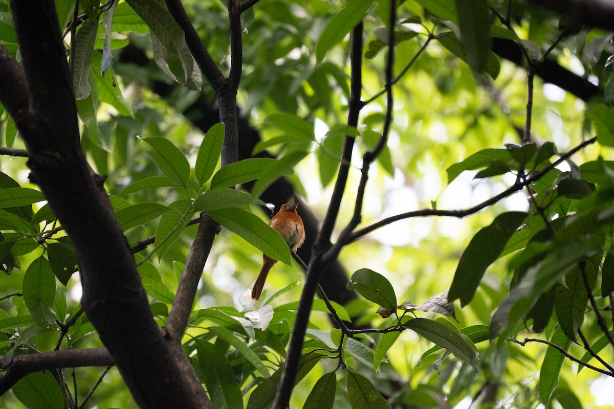 Rufous Paradise-Flycatcher - ML621772161