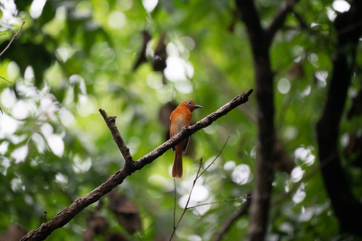 Rufous Paradise-Flycatcher - ML621772163