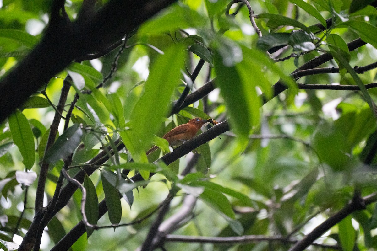 Rufous Paradise-Flycatcher - ML621772165