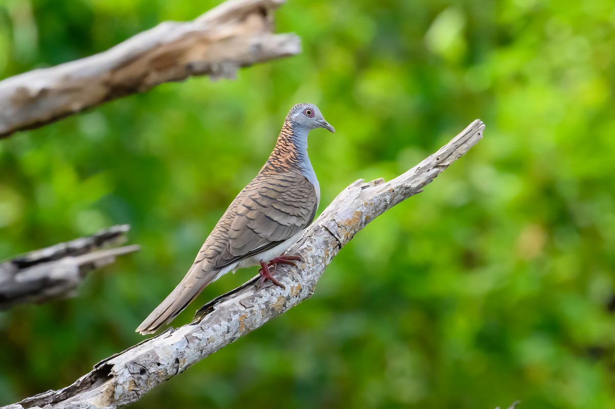 Bar-shouldered Dove - ML621772185