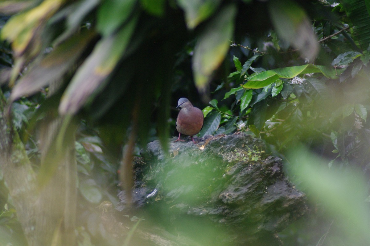 Tolima Dove - ML621772207