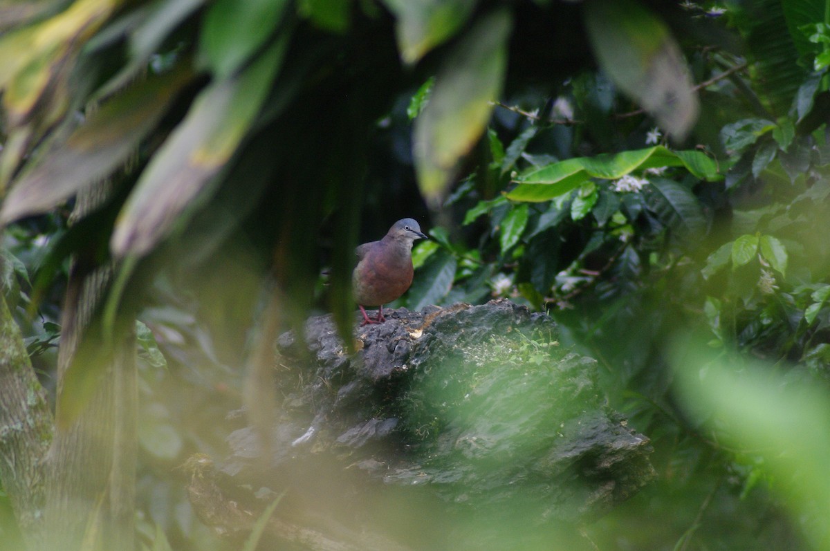 Tolima Dove - ML621772208