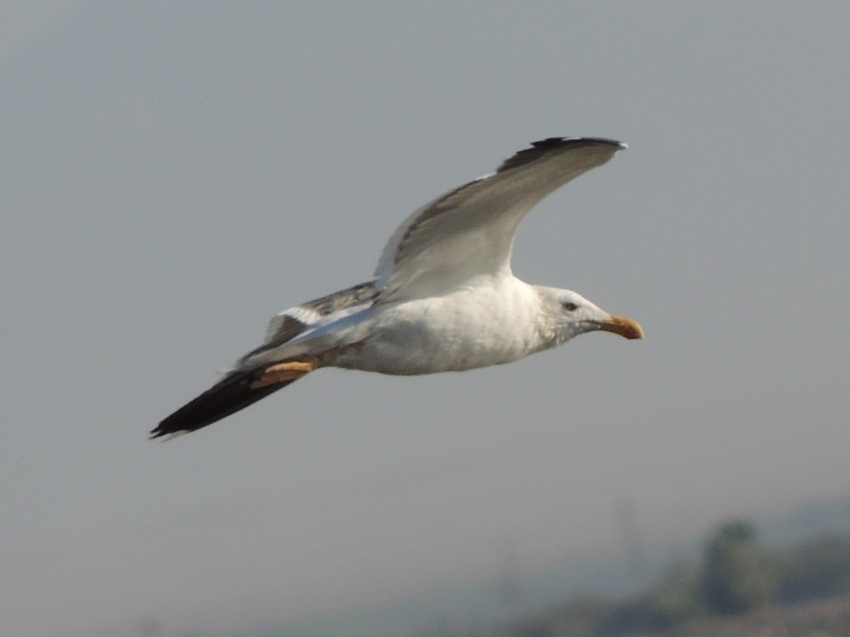 Yellow-footed Gull - Brian Johnson