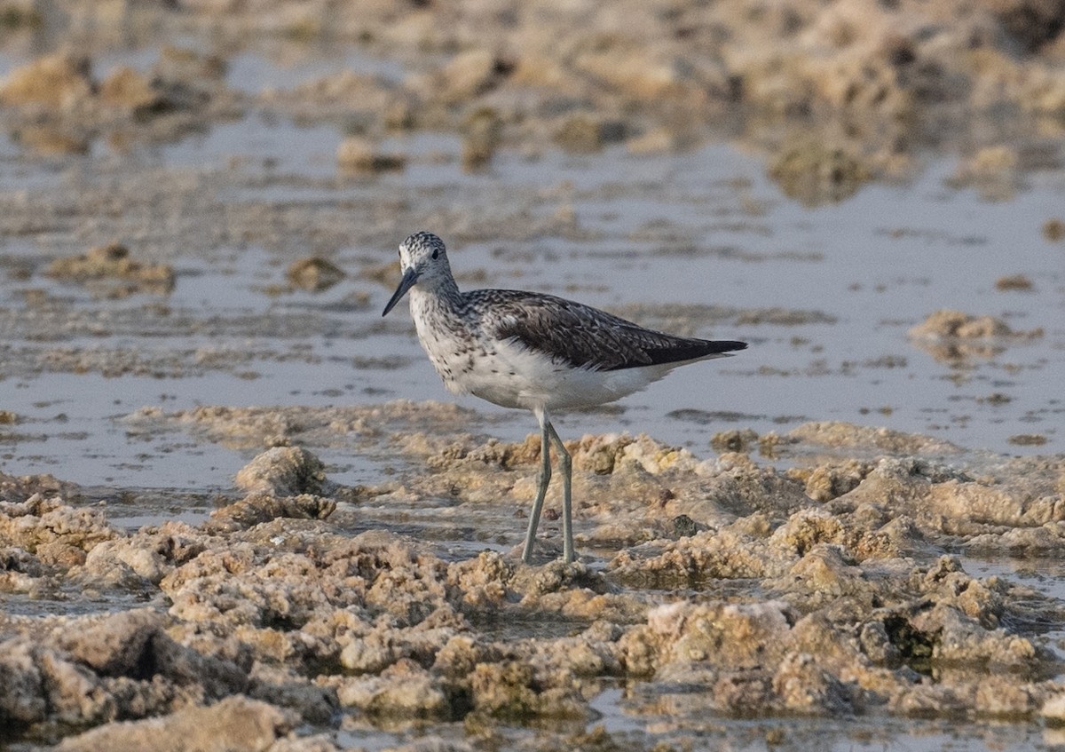 Common Greenshank - ML621772216