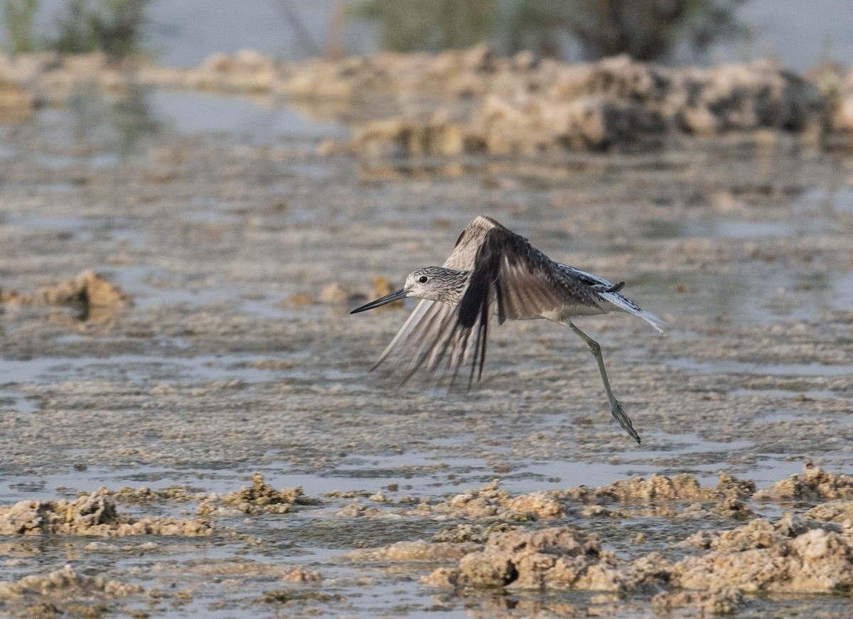 Common Greenshank - ML621772218