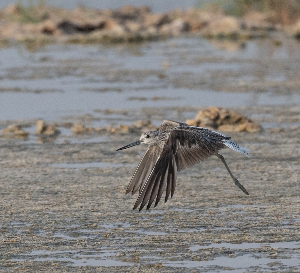 Common Greenshank - ML621772219