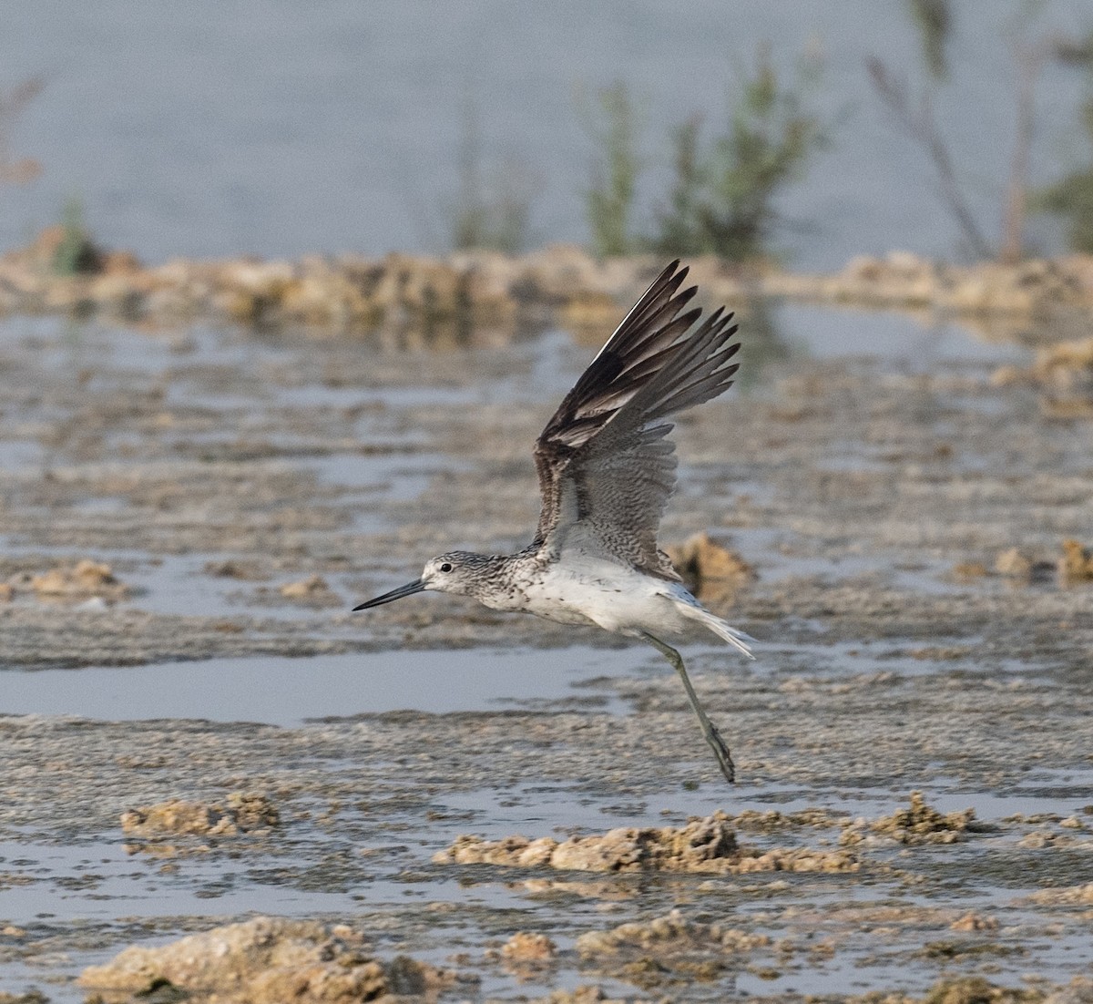 Common Greenshank - ML621772220