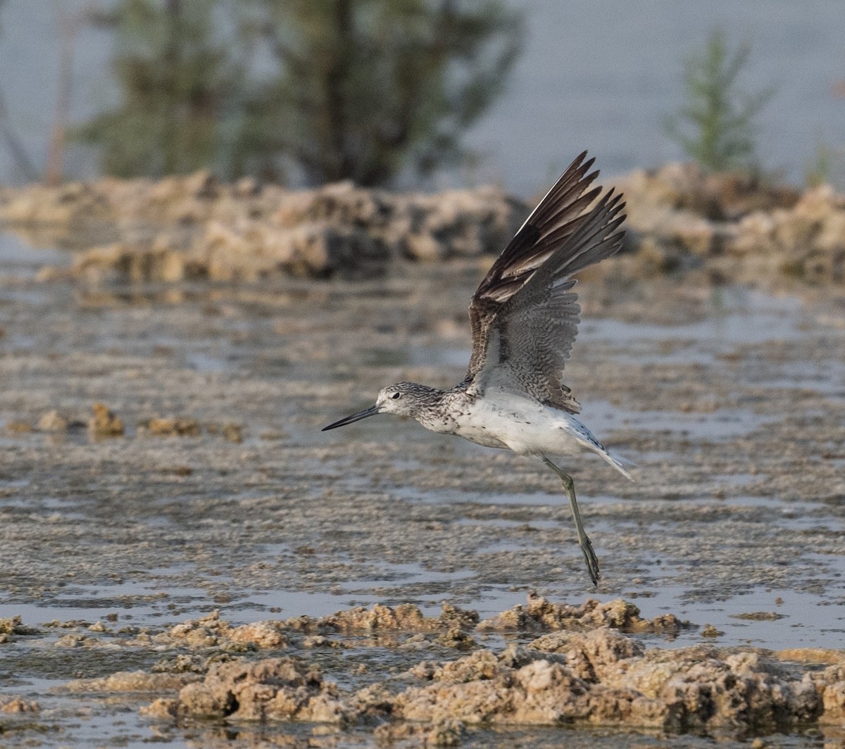 Common Greenshank - ML621772221