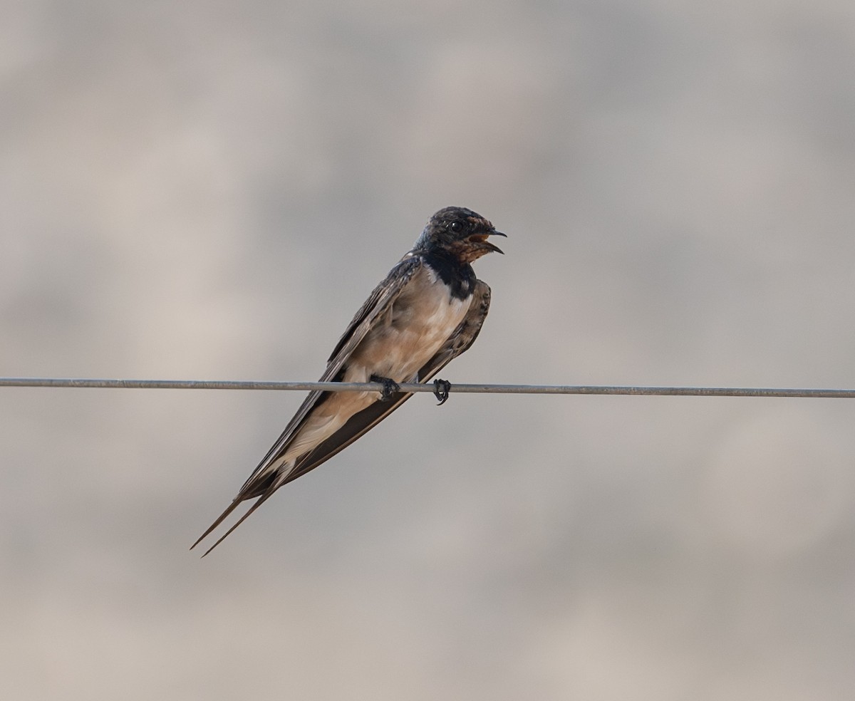 Barn Swallow - ML621772222