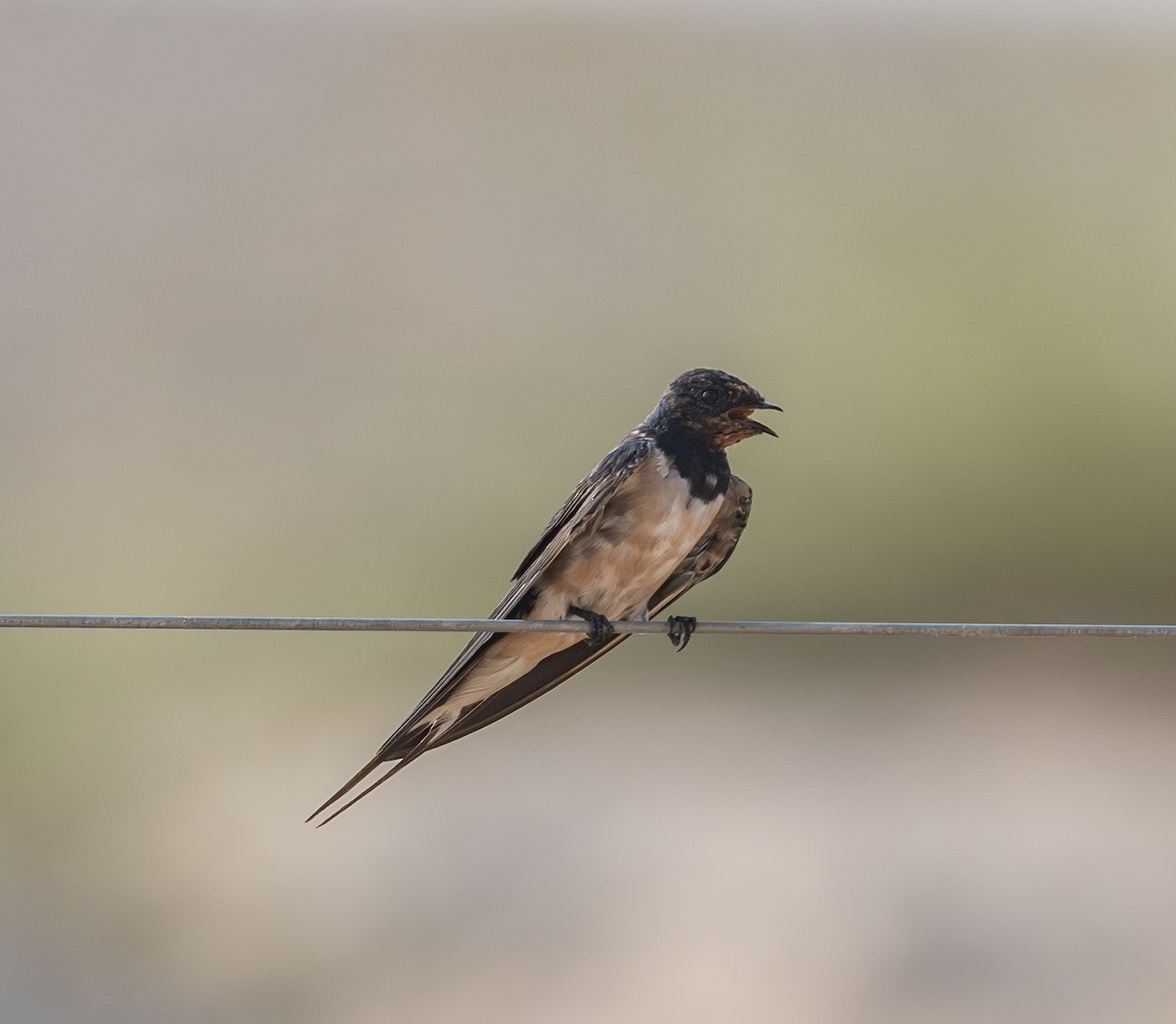 Barn Swallow - ML621772225