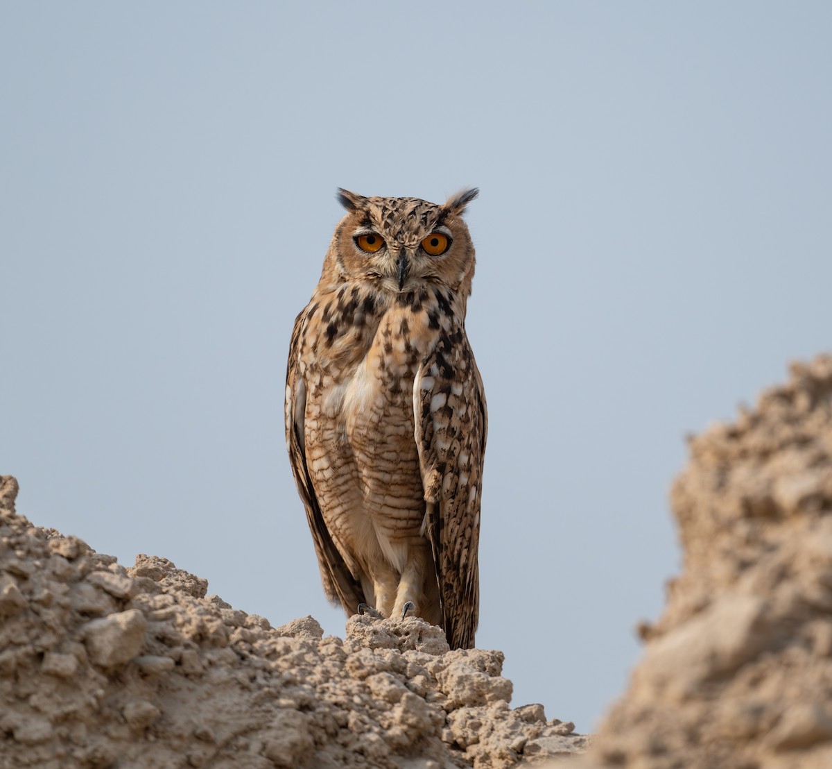 Pharaoh Eagle-Owl - ML621772227