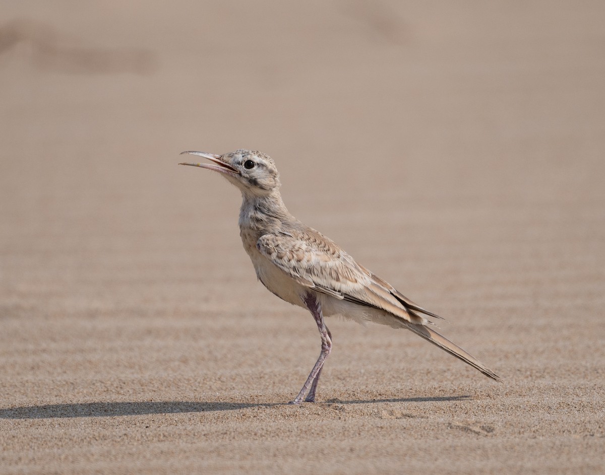 Greater Hoopoe-Lark - ML621772228