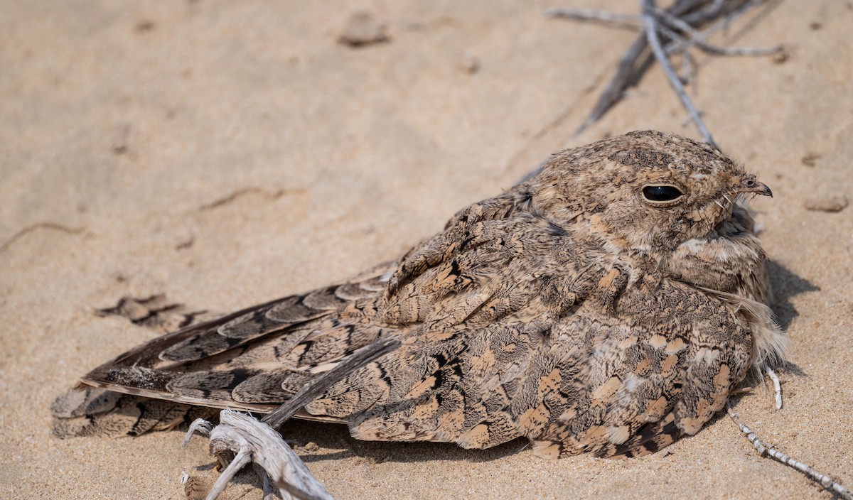 Egyptian Nightjar - ML621772234