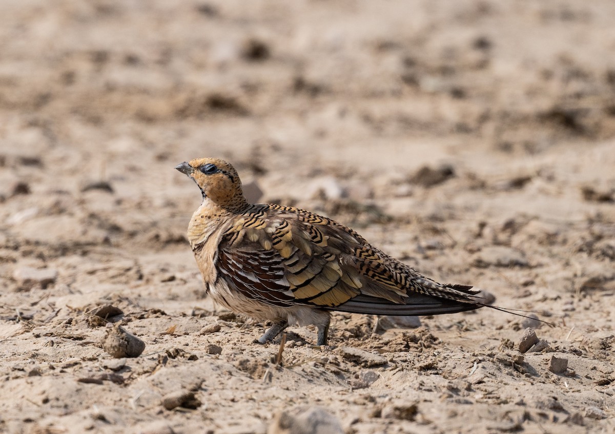 Pin-tailed Sandgrouse - ML621772237