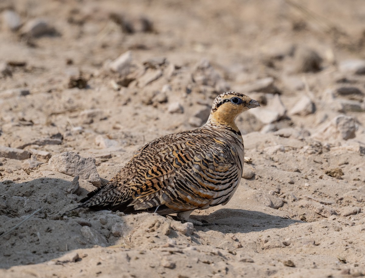 Pin-tailed Sandgrouse - ML621772238