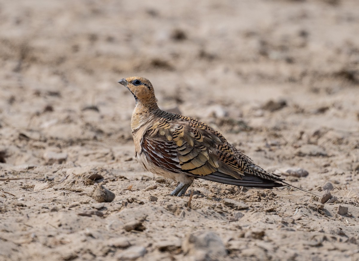 Pin-tailed Sandgrouse - ML621772239