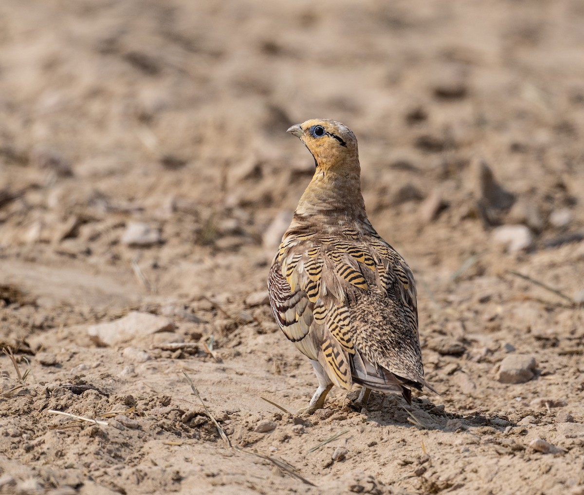 Pin-tailed Sandgrouse - ML621772240