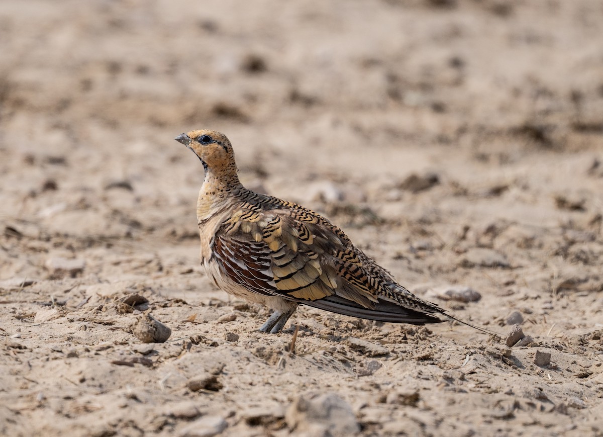 Pin-tailed Sandgrouse - ML621772241