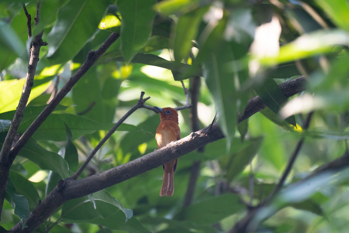 Rufous Paradise-Flycatcher - ML621772251