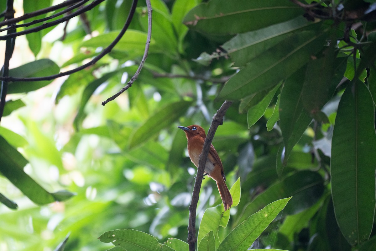 Rufous Paradise-Flycatcher - ML621772252