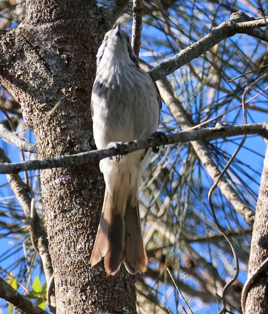 Striped Honeyeater - Sonia Boughton