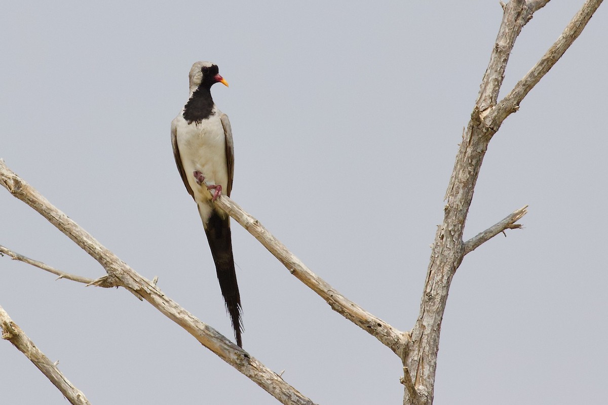 Namaqua Dove - ML621772340