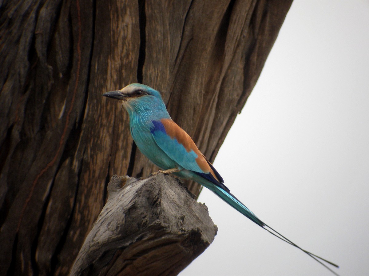 Abyssinian Roller - ML621772378