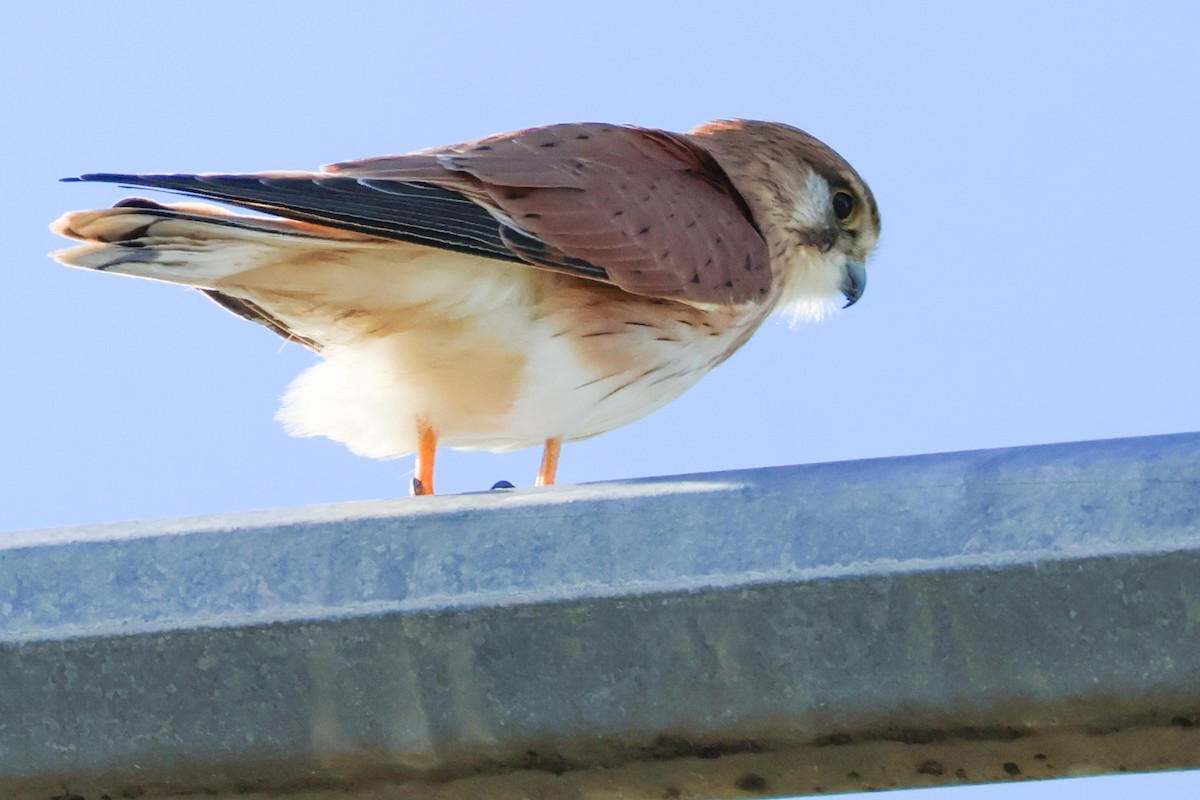 Nankeen Kestrel - ML621772402