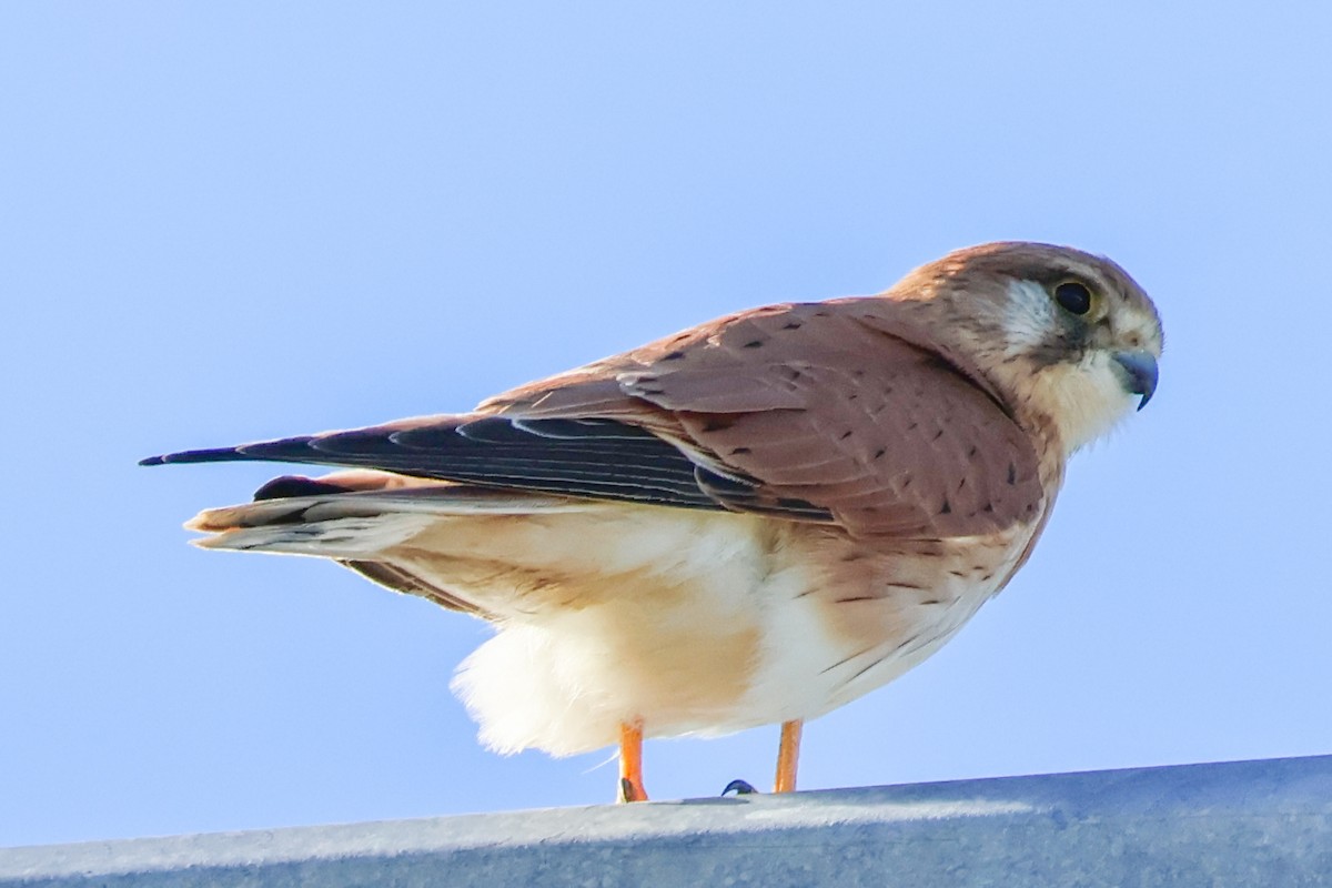 Nankeen Kestrel - ML621772403