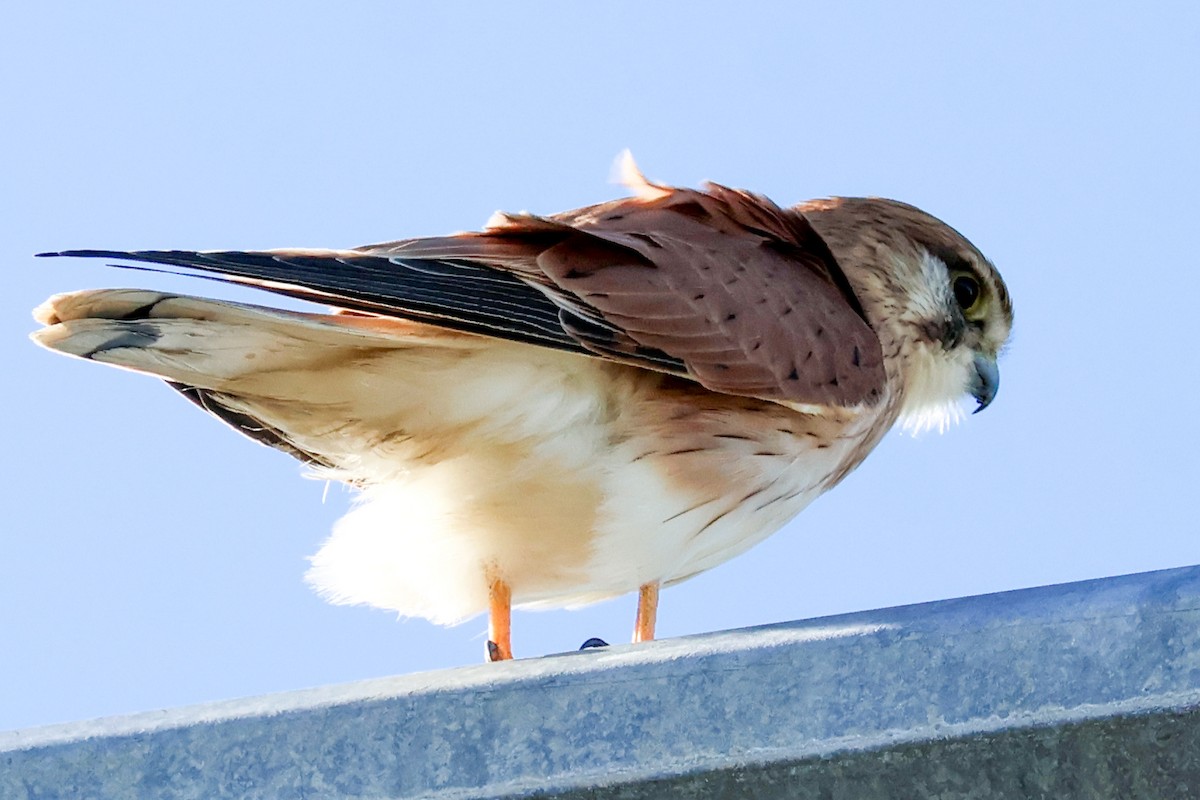 Nankeen Kestrel - ML621772404