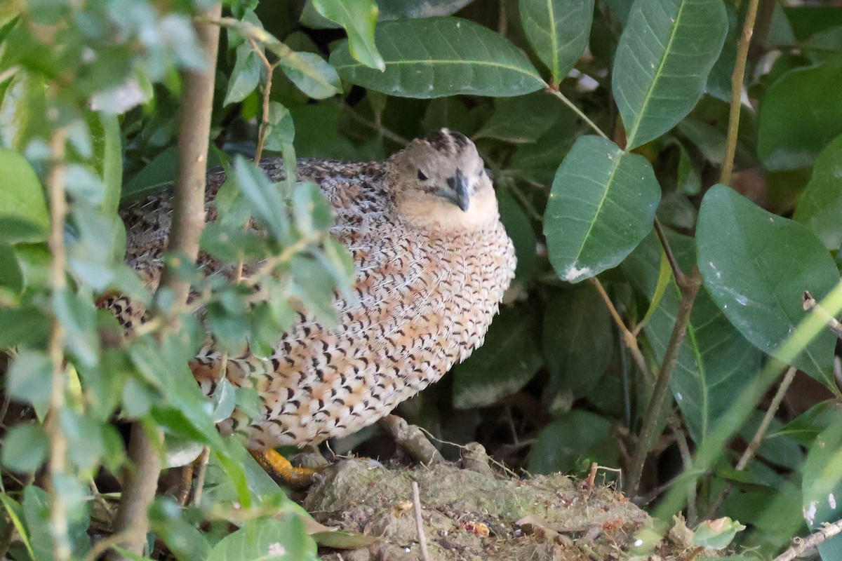 Brown Quail - ML621772420