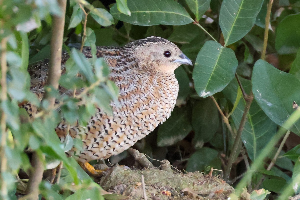 Brown Quail - ML621772423